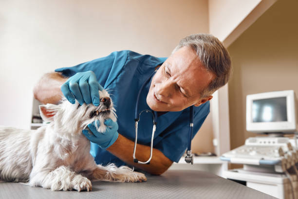 Best After-Hours Emergency Dentist in Lake Lotawana, MO